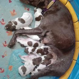 Old Orchard's Dixieland Doll - German Shorthaired Pointer