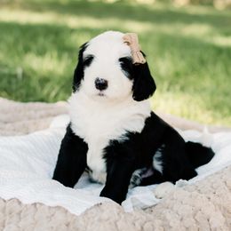 Bernedoodle, Goldendoodle, Poodle, and Sheepadoodle Puppies from Northwest Pups
