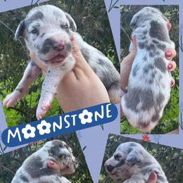 Moonstone - Harlequin male Great Dane puppy in Wellsville, New York from Prophecy Danes