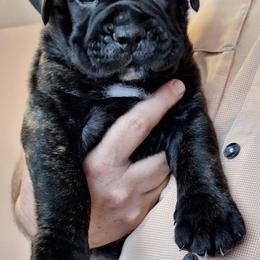 Kaiser - Fawn brindle male Bullmastiff puppy in South Attleboro, Massachusetts from Bessettes Bullies