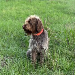 Dan - Wirehaired Pointing Griffon