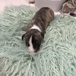 Lynx - Fawn brindle male Whippet puppy in Fort Myers, Florida from Rainbow Whippets