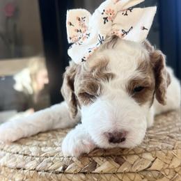 Cedar - Parti female Goldendoodle puppy in S AI Nt John, Indiana from Lulu's Goldendoodles