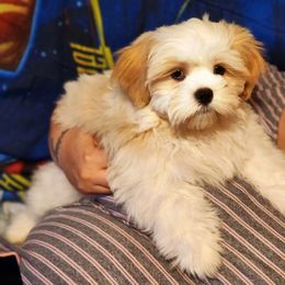 Shih Tzu Puppies from Pure Beauty Shih Tzu Pups