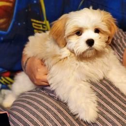 Shih Tzu Puppies from Pure Beauty Shih Tzu Pups