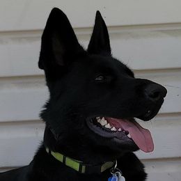 German Shepherds from Peggy's German Shepherds