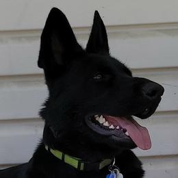 German Shepherds from Peggy's German Shepherds