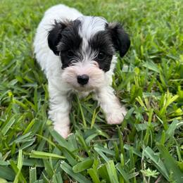 Teddy - Parti male Yorkipoo puppy in Crosby, Texas from Painted Rose Poodles and Doodles