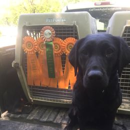 Izzy - Labrador Retriever