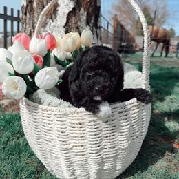 Girl 4 - female Poodle puppy in Klamath Falls, Oregon from Dutton’s Doodles