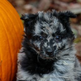 Klymit - Black merle male Mudi puppy in Gatlinburg, Tennessee from Greenbrier