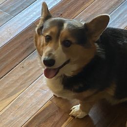 Brooks - Pembroke Welsh Corgi