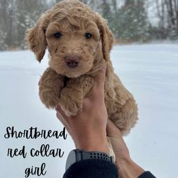 Shortbread - Apricot female Goldendoodle puppy in Taylorsville, North Carolina from Doggone Dixie Doodles