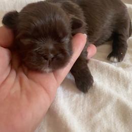 3 - Chocolate male Shih Tzu puppy in Las Vegas, Nevada from Vegas Shih Tzus