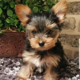 Jasper - Black and tan male Yorkshire Terrier puppy in Hot Springs, Arkansas from Kimberly's Lovable Littles