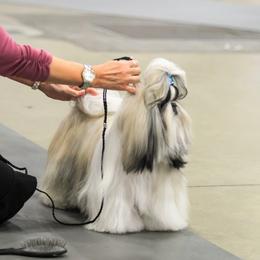 Shih Tzu All Grown Up from Devalon Shih Tzu Palm Beach