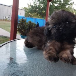 Suki - Shih Tzu