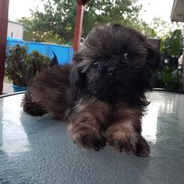 Suki - Shih Tzu
