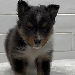 Girl 1 - female Shetland Sheepdog puppy in Zephyrhills, Florida from Highland Shelties & Aussies