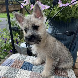 Cairn Terrier and Pembroke Welsh Corgi Puppies from Rose Brier Pembroke Welsh Corgis