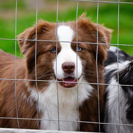 Pink - Australian Shepherd