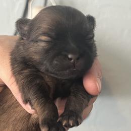 Puppy3 - Orange sable female Pomeranian puppy in Queen Creek, Arizona from Perfect Poms