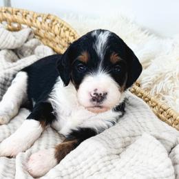 Coleslaw - Tri-color female Bernedoodle puppy in New Harmony, Indiana from Cottonwood Farms