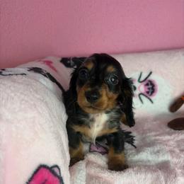 Henry - Dapple male Dachshund puppy in Lake City, Florida from My Ditzy Doxies of Florida