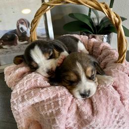 Beagle Puppies from Fuller Beagles