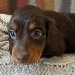 Chocolate Tan Female - Chocolate and tan female Dachshund puppy in Mesa, Arizona from Ruby Desert Doxies