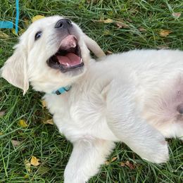 Golden Retriever Puppies from Gilded Golden retrievers