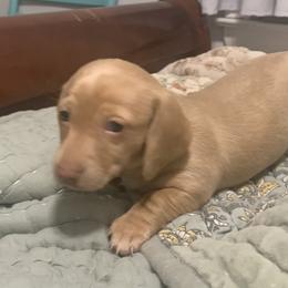 Female cream smoothcoat - Cream female Dachshund puppy in Bethany, Connecticut from Mardox Dachshunds