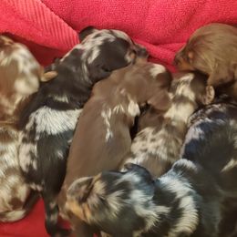 Dachshund puppies from Callaway Country Dachshunds