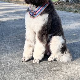 Labradoodle, Labrador Retriever, and Poodle All Grown Up from LLL Dog Ranch