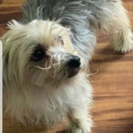 Ollie - Morkie
