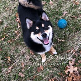 Grizzy - Pomsky