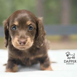 Tsunami - Chocolate and tan female Dachshund puppy in Brooksville, Florida from Dapper Doxies