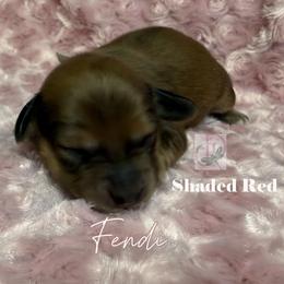 Fendi - Red female Dachshund puppy in Waseca, Minnesota from Dragonfly Doxies