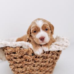 Dirty Diana - Red  female Goldendoodle puppy in Syracuse, Indiana from The Doodle Cove
