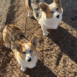 American Corgi, Pembroke Welsh Corgi, and Toy Australian Shepherd Puppies from King of Hearts Corgis