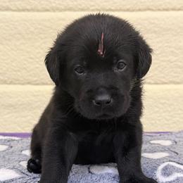 Black male 3 - Black male Labrador Retriever puppy in Edgefield, South Carolina from Backwoods Pond Labradors LLC