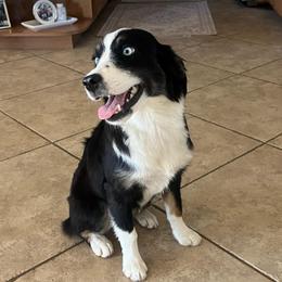 Aspen - Miniature Australian Shepherd