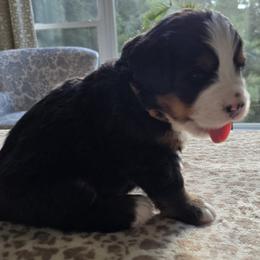 Liza - Black rust and white female Bernese Mountain Dog puppy in Alpharetta, Georgia from Bravura Bernese Mountain Dog