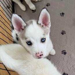 Red Collar - Black and white male Pomsky puppy in Exeter, Rhode Island from Ocean State Pomskies