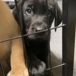 Woodie - Black male Labrador Retriever puppy in Newaygo, Michigan from Royal Oak Gundogs