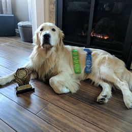 Golden Retrievers from Golden Years