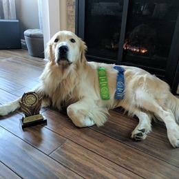 Golden Retrievers from Golden Years