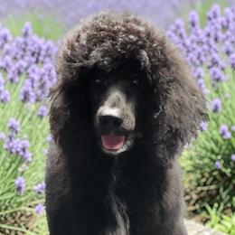 Hunter - Black male Poodle puppy in Mancelona, Michigan from Lavender poodles & doodles