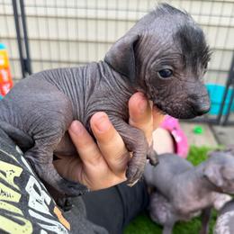 Catwoman - Black white and tan female Xoloitzcuintli puppy in Manitowoc, Wisconsin from Wonderland Kennel