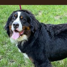 Dominion - Bernese Mountain Dog